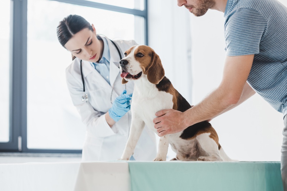 Enhancing Pet Health and Well-Being: A Guide to Animal Hospitals in Lincoln, NE